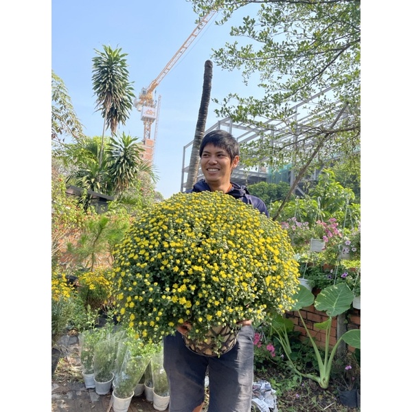 🌹 CÚC MÂM XÔI TÁN TO 85-100cm HOA VÀNG NHIỀU NỤ CHỜ TẾT NỞ