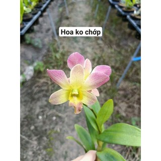 Phong lan denro chớp sổ (tỉ lệ chớp 5%)