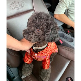 Áo tết vải gấm dành cho thú cưng