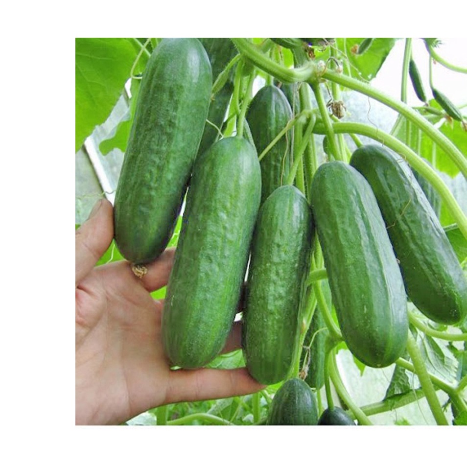 5h Hạt Giống Dưa Chuột Chùm Nga