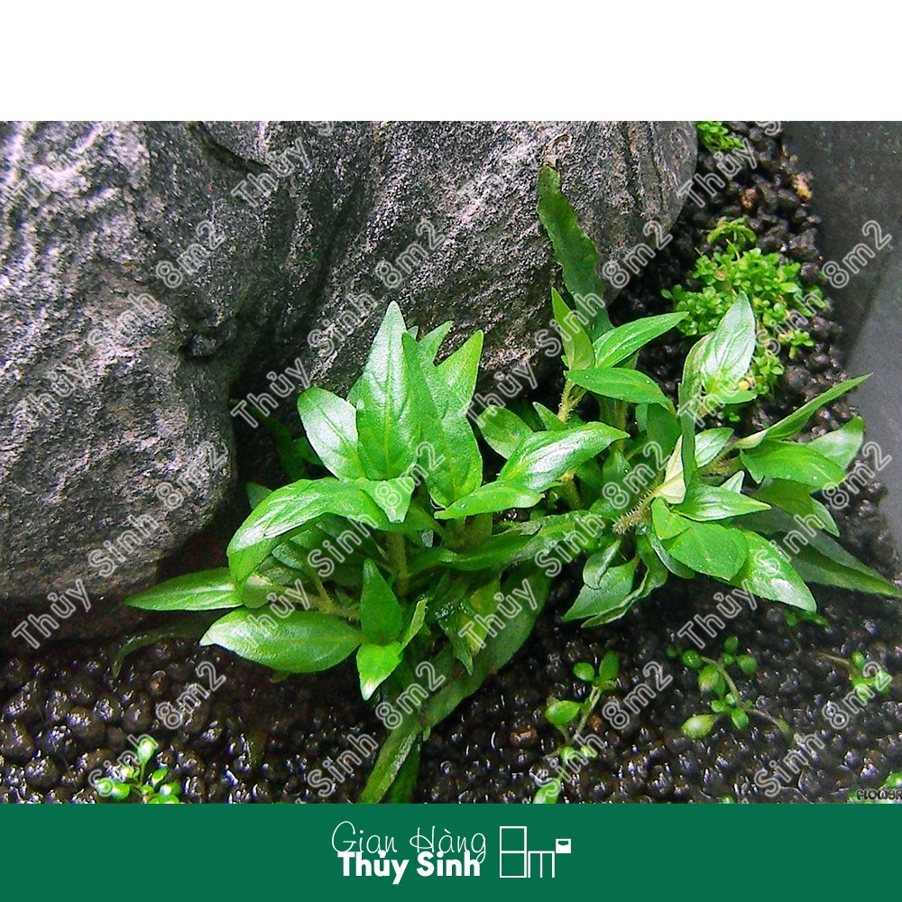 Cây Rau Răm, Cây Rau Thơm Thủy Sinh Tiền Cảnh, Cắt Cắm | 8m2