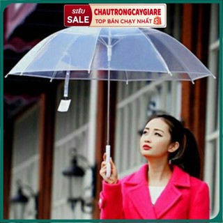Ô TRONG SUỐT CÁN DÀI CÓ TAY CẦM, Ô TRONG SUỐT HÀN QUỐC thời trang, ô dù chụp ảnh tự sướng