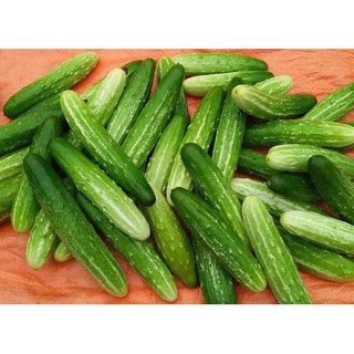 50 Hạt giống Dưa Chuột Nếp Lai F1 ( quả to, giòn, ngọt, trồng quanh năm, năng suất cao )