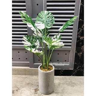 Cây Giả - Cây trầu bà đột biến giả 1m