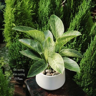 Cây trầu bà đế vương kim cương - Philodendron Birkin | Cây nội thất, văn phòng làm việc