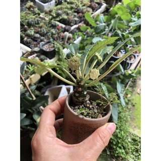 cây hoa mặt trời lá dài