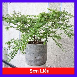Chậu Cây Sơn Liễu - cây cảnh trong nhà - hoa cây cảnh