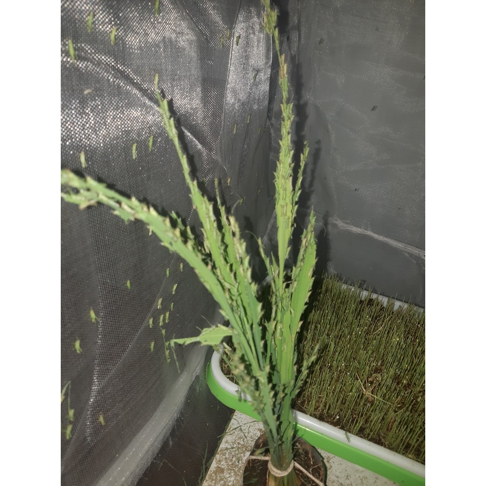 KÉN TRỨNG CÀO CÀO CỐM +20%