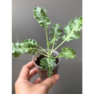 CÂY GIỐNG CẢI XOĂN KALE # MUA 10 CÂY TẶNG 1 CÂY_ KÈM PHÂN HỮU CƠ CÁ HỒI NAUY NHẬP KHẨU
