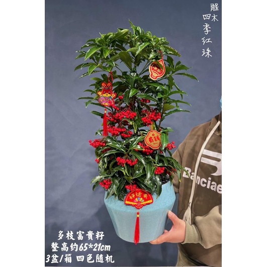(TẾT) CÂY KIM NGÂN LƯỢNG CAO 70-80cm - TRANG TRÍ TRỒNG CHẬU ĐẸP TRƯNG QUANH NĂM