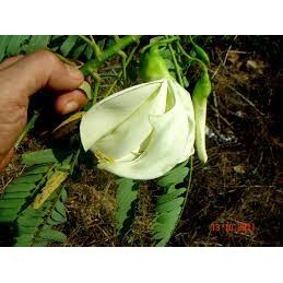 2Gr Hạt Giống Cây Bông So Đũa