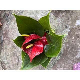 Cây hồng môn đỏ siêu bông