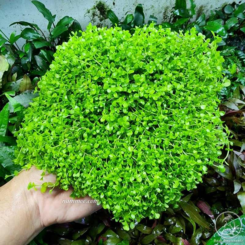 Cây Trân Châu Ngọc Trai Sạch - Thảm Ươm Không Đất | Cây Thuỷ Sinh Tiền Cảnh Cực Đẹp