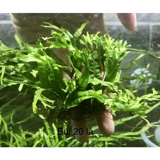 Cây thủy sinh - Dương xỉ sừng hưu.