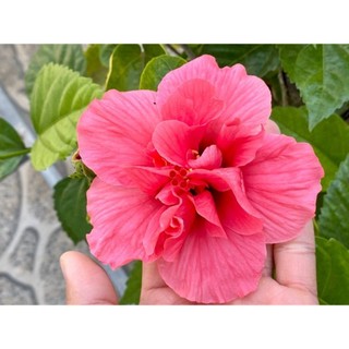 Cây Dâm Bụt Hồng Cánh Kép