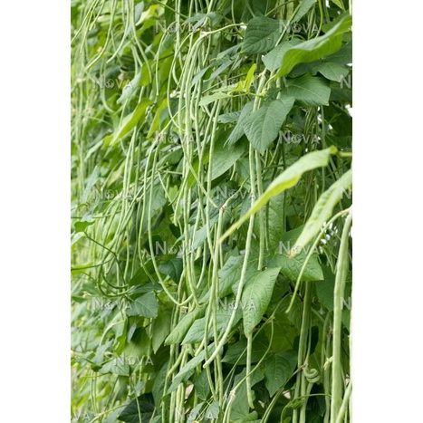 10Gr Hạt Giống Đậu Đũa Xanh