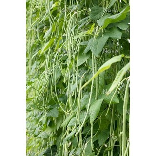 10gr hạt giống đậu đũa xanh