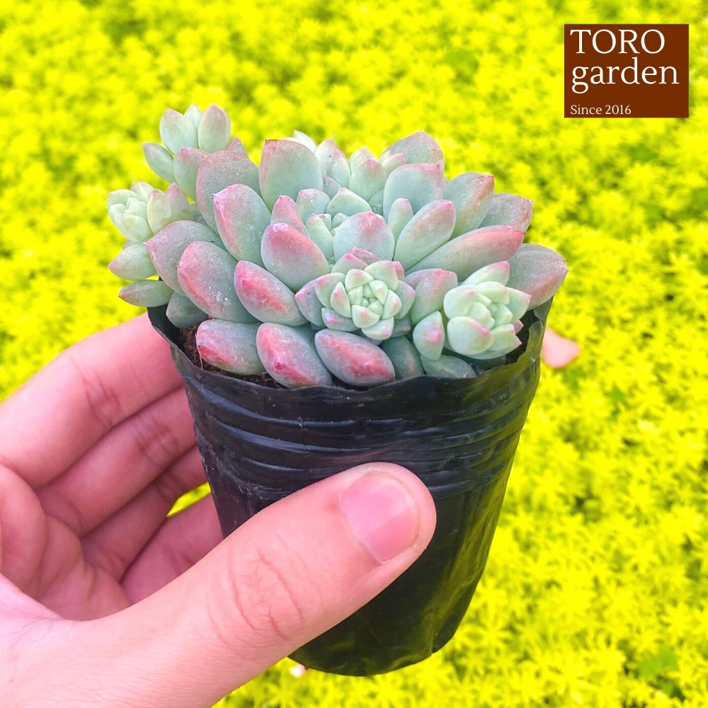 Sen đá dù hồng Đà Lạt size bé cây cảnh trang trí nhà cửa Toro garden