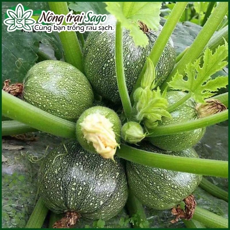 Hạt giống Bí Ngòi Trái Tròn (Bí ngồi Tròn) Dễ Trồng, Trái Rất Sai, Ngon, Ngọt (gói 1 gr) - Nông Trại Sago