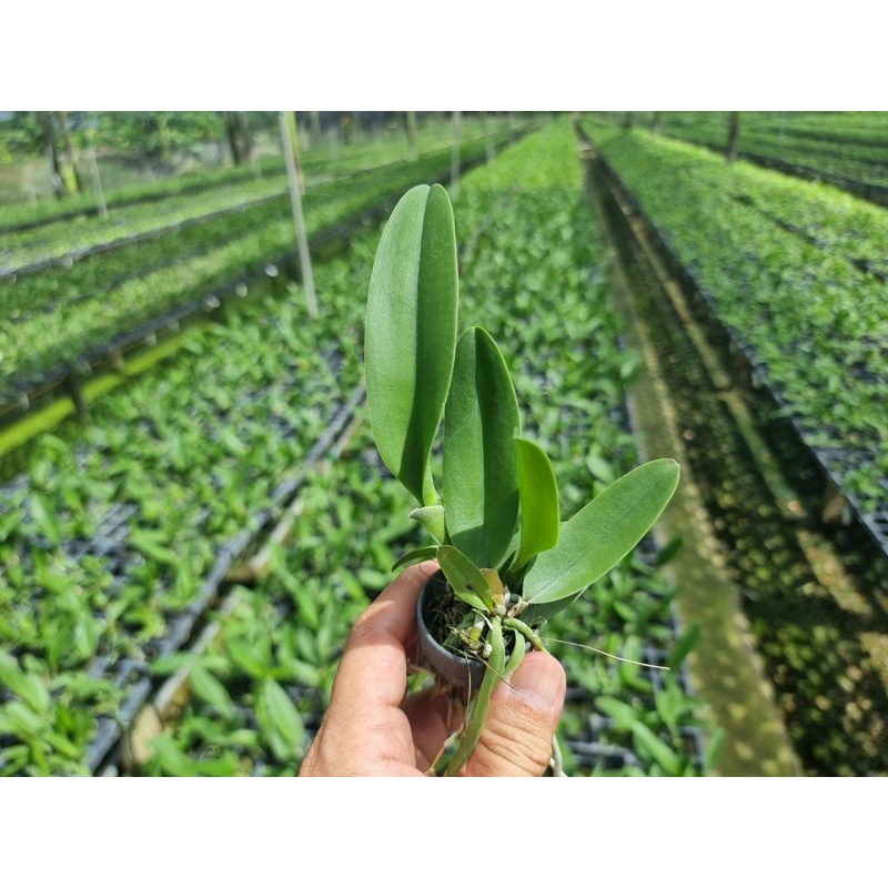 Cattleya Lui Joyance