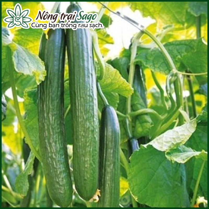 Hạt giống Dưa Leo Nhật Trái Dài Dễ Trồng, Sinh Trưởng Mạnh, Trái Giòn Ngọt - Nông Trại Sago