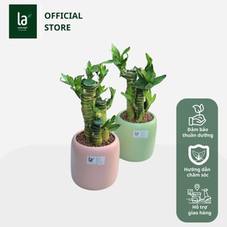 Trúc Lộc Phát Tài