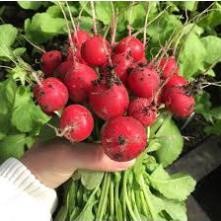 200H -Hạt_Giống_Củ_Cải_Cherry ( tặng kèm kích mầm và phân bón )