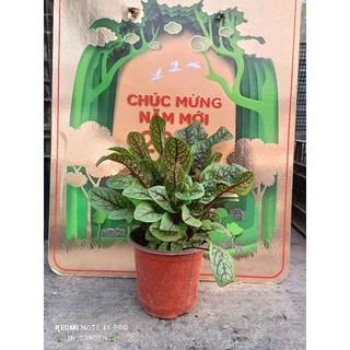 hạt giống- câ.y bầu rau chua đỏ (red veined sorrel)