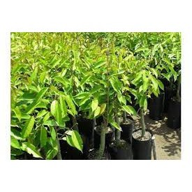 Cây giống sầu riêng dona gốc to 2 năm