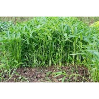 Hạt giống rau muống - rau muống lá tre