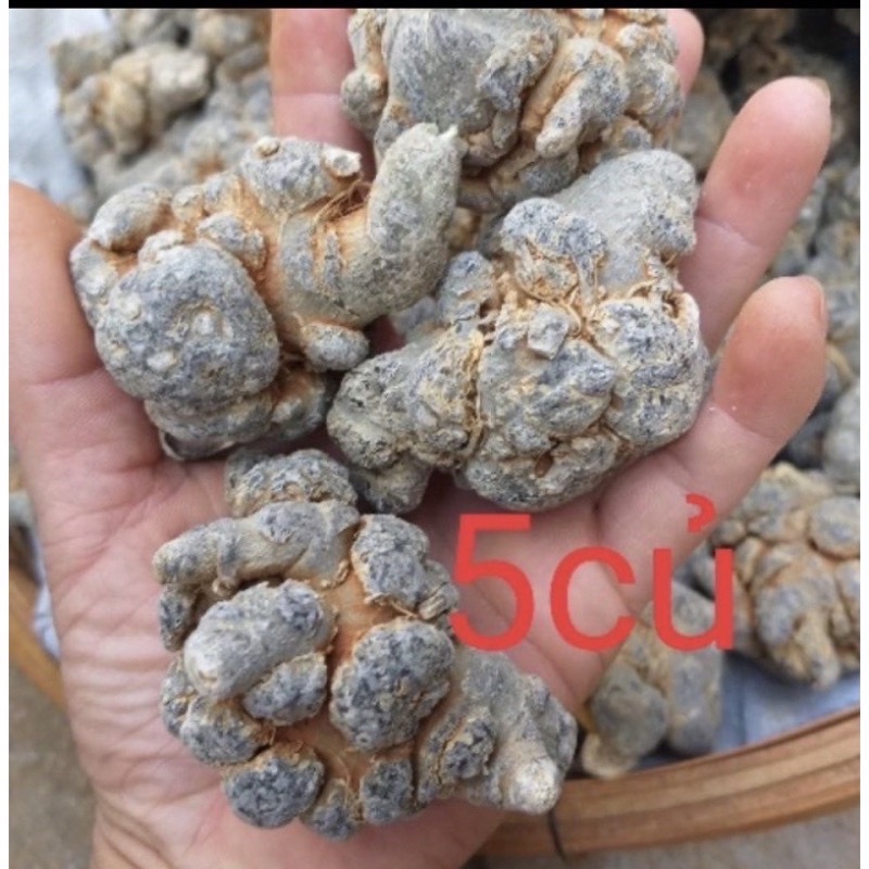 Củ tam thất bắc size 50-52 củ 1kg ,tam thất bắc hà giang, bồi bổ cơ thể,phòng chống ung thu ,nâng cao sức đề kháng