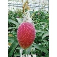 Cây giống Xoài đỏ Nhật Bản.