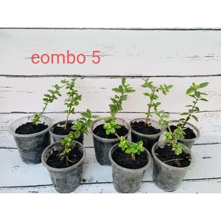 combo sam hương mini