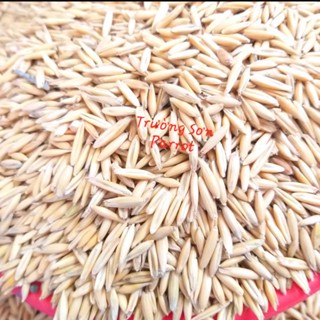  500g hạt yến mạch nguyên vỏ cho chim vẹt chim cảnh gà các dòng ăn ngũ cốc chuột hamster.... 