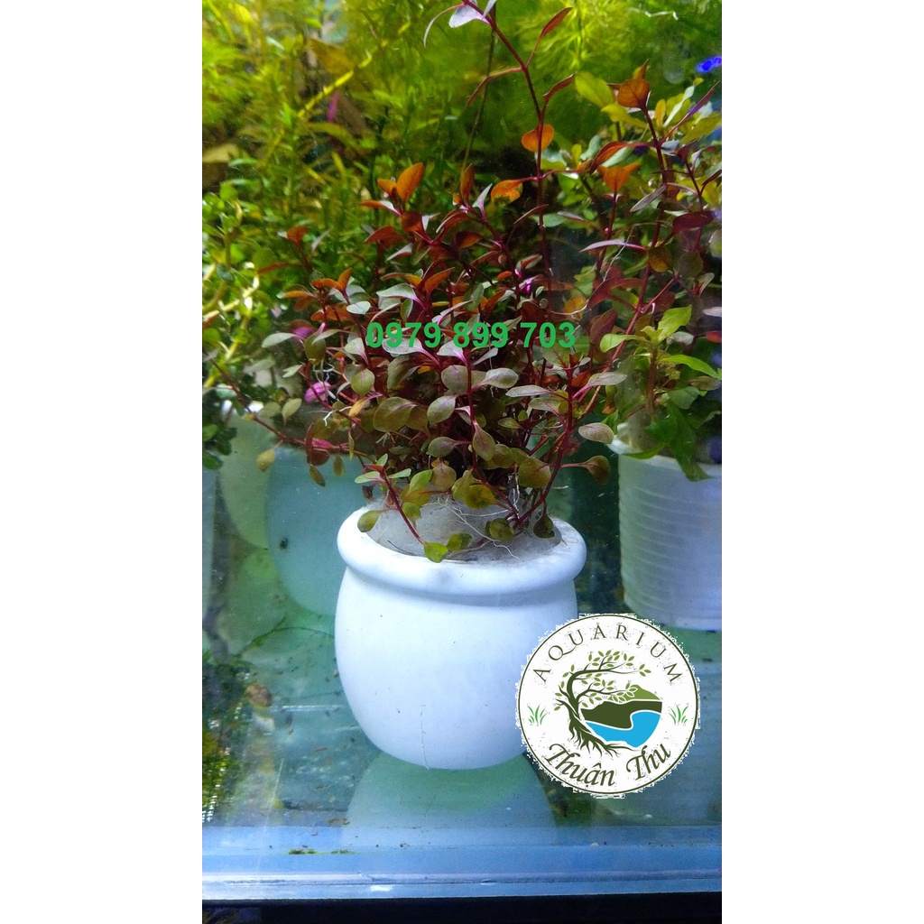 Cây Cắt Cắm - Tân Đế Tài Hồng trang trí bể thủy sinh, tiểu cảnh, terrarium