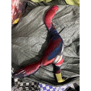 Gà bông tập lực cho gà đá