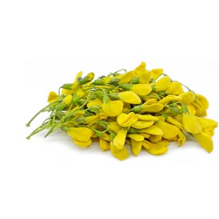 20h hạt giống bông điên điển miền tây