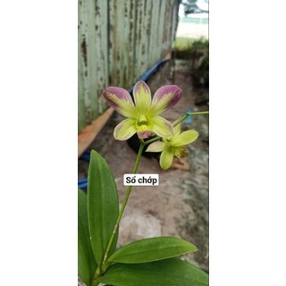 Phong lan denro chớp sổ (tỉ lệ chớp 5%)