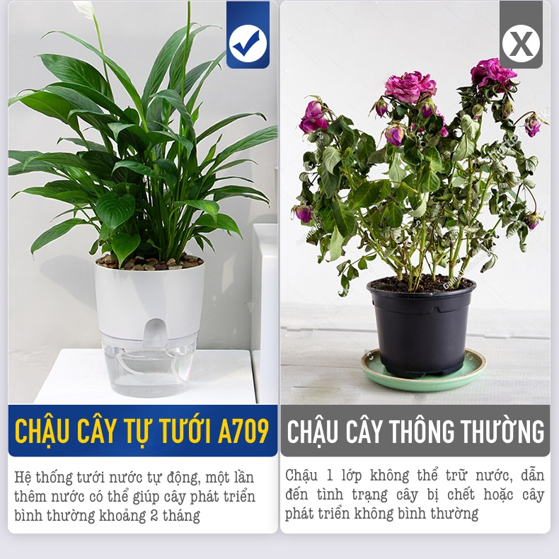 Chậu cây để bàn Oliz A709 . Chậu trồng cây thông minh có chức năng tự tưới