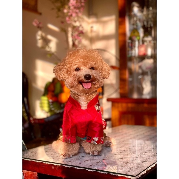 Áo đồng tiền tua rua/Áo dài Tết cho chó mèo