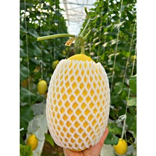 xốp lưới bọc trái cây.