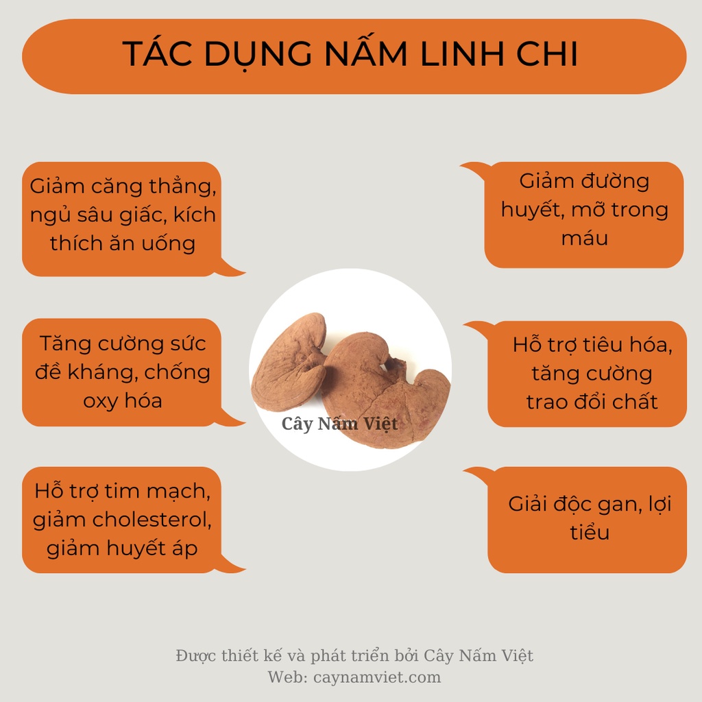 Nấm linh chi đỏ Đà Lạt cao cấp CNV 500g x 2