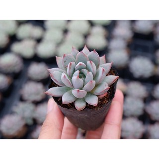 Sen đá mận tím size bầu 5cm hư 1 đổi 1