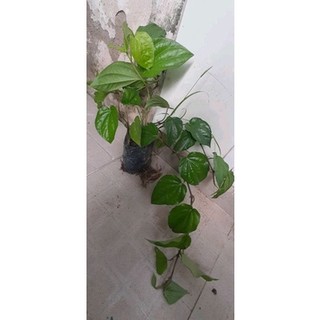 Cây trầu không (lấy lá ăn trầu) (freeship)