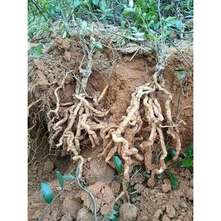 Ba kích tím Quảng Ninh (Nguyên củ) Hàng A1 (1kg)