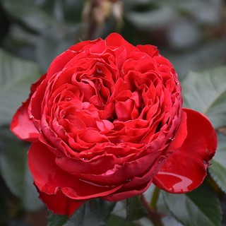 Hoa hồng bụi Traviata Rose - hoa to, màu đỏ, lâu tàn