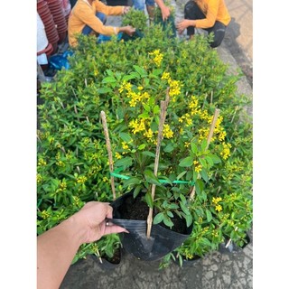 Cây hoa kim đồng vàng cao 3 tấc - 3,5 tấc