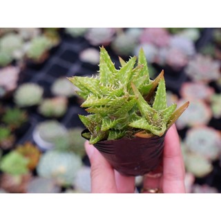 Sen đá aloe juvenna siêu khoẻ size bầu 5cm hư 1 đổi 1
