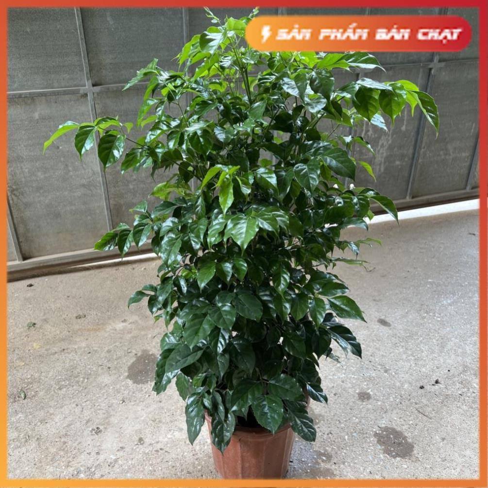 Cây hạnh phúc size to, Cao 80cm tán cực sum suê lá xanh@