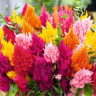 100h hạt giống hoa mào lửa mix màu
